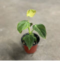 Splendid Philodendron